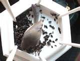 Bird Feeder Nest photos