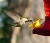 Bird Feeders Wv Bird Feeders Wv