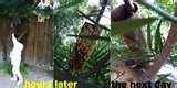 photos of Knox Gelatin Bird Feeder photos of Knox Gelatin Bird Feeder