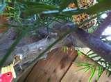images of Knox Gelatin Bird Feeder images of Knox Gelatin Bird Feeder