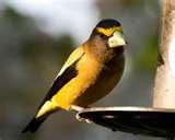 Bird Feeder Apartment images Bird Feeder Apartment images