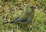 Bird Feeder Newmarket photos