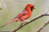 Bird Feeders Wv photos Bird Feeders Wv photos