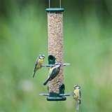 Bird Feeder Disinfectant Bird Feeder Disinfectant