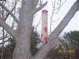 images of Bird Feeder Wren images of Bird Feeder Wren