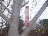 images of Bird Feeder Wren