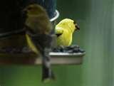 Bird Feeders Goldfinches Bird Feeders Goldfinches