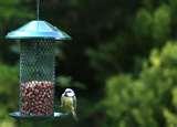 images of Bird Feeder Disinfectant