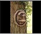 pictures of Bird Feeder Raccoon pictures of Bird Feeder Raccoon