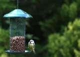 Bird Feeder Disinfectant