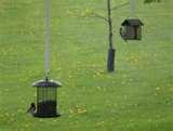 Bird Feeder Raccoon Bird Feeder Raccoon