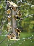 images of Bird Feeder Easy Clean images of Bird Feeder Easy Clean