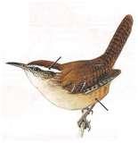 photos of Bird Feeder Wren