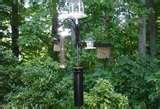 Bird Feeder Raccoon pictures