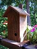 Bird Feeder Wren photos