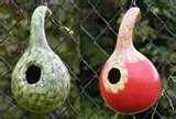 images of Bird Feeders Out Of Gourds