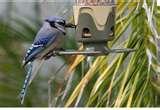 pictures of Bird Feeders Lowes