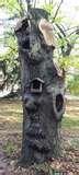 pictures of Bird Feeder Tree Face