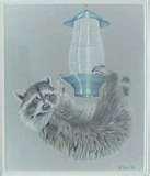 Bird Feeder Raccoon pictures Bird Feeder Raccoon pictures