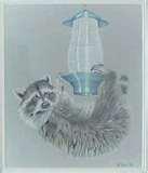 Bird Feeder Raccoon pictures