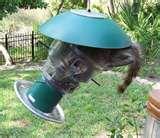 Bird Feeder Raccoon images