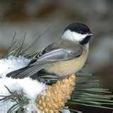 Bird Feeder Naperville pictures Bird Feeder Naperville pictures