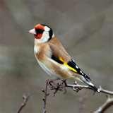 Bird Feeders Goldfinches photos Bird Feeders Goldfinches photos