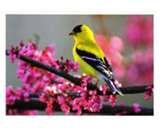 Bird Feeders Goldfinches photos Bird Feeders Goldfinches photos