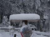 pictures of Bird Feeder Tree Face