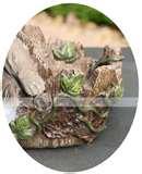 images of Bird Feeder Raccoon images of Bird Feeder Raccoon