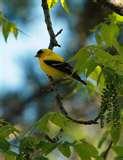 Bird Feeder Naperville photos