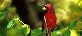 photos of Bird Feeders Lowes photos of Bird Feeders Lowes