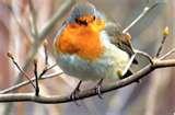 images of Bird Feeders Law images of Bird Feeders Law