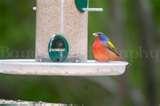pictures of Bird Feeders Cedar Park Tx
