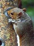 pictures of Bird Feeders Law pictures of Bird Feeders Law