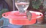 photos of Bird Feeders For Doves