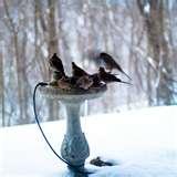 images of Bird Feeders For Doves