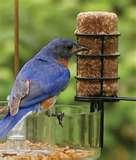 Bird Feeders Law photos