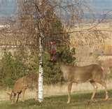 images of Bird Feeder Mt