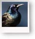 Wild Bird Feeders And Stands pictures Wild Bird Feeders And Stands pictures