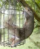 Squirrel Bird Feeder Guard pictures