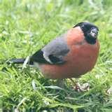Bird Feeders Are Messy pictures Bird Feeders Are Messy pictures