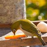 Bird Feeder Mt images Bird Feeder Mt images