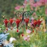 images of Humming Bird Feeders Location images of Humming Bird Feeders Location