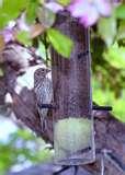 photos of Bird Feeders Law