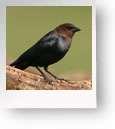 Wild Bird Feeders And Stands photos Wild Bird Feeders And Stands photos