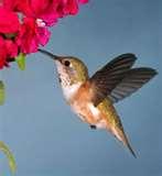 images of Humming Bird Feeders Location images of Humming Bird Feeders Location