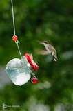 images of Humming Bird Feeders Location images of Humming Bird Feeders Location