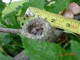pictures of Humming Bird Feeders Location pictures of Humming Bird Feeders Location