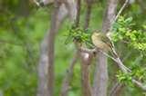 images of Bird Feeders Cedar Park Tx